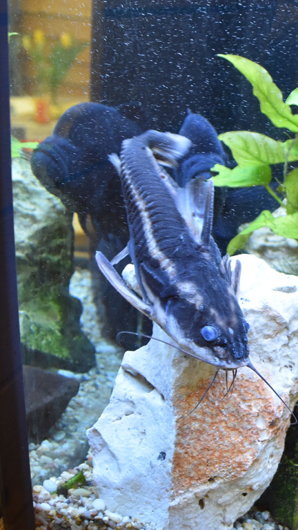 DSC_0928.JPG