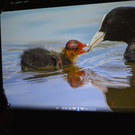 Vz 2ogelparadies Bodensee.JPG