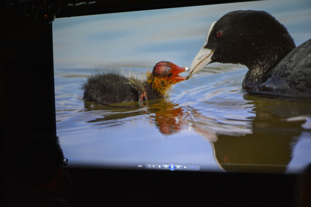 Vz 2ogelparadies Bodensee.JPG