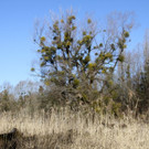 IMG_8921.JPG