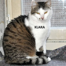 Klara.jpg