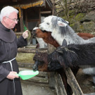 Zoo Salzburg: Erzbischof Lackner besucht Alpakas