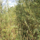 Lutzwasser