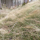 Trockenrasen_Aigner.jpg