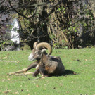 Ardetzenberg Wanderung
