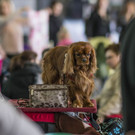 Internationale Hundeausstellung in Salzburg I