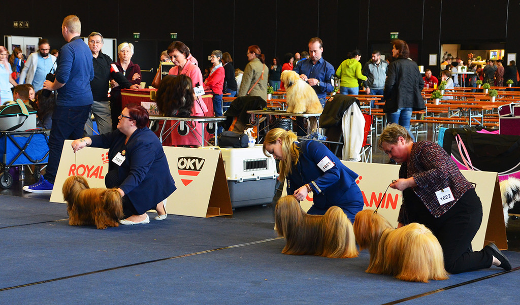 Int_Hundeausstellung in Salzburg 08_04_2018  Pressefotopongau MW _2_.JPG