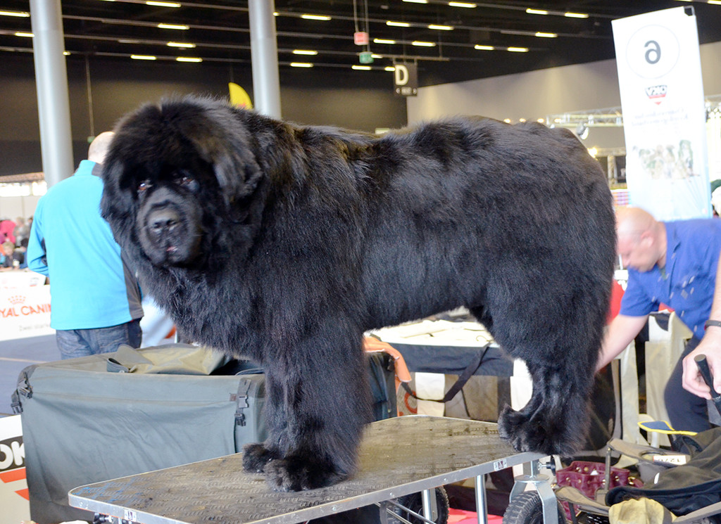 Int_Hundeausstellung in Salzburg 08_04_2018  Pressefotopongau MW _3_.JPG