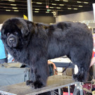 Int_Hundeausstellung in Salzburg 08_04_2018  Pressefotopongau MW _3_.JPG