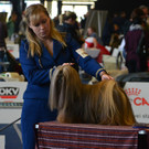 Int_Hundeausstellung in Salzburg 08_04_2018  Pressefotopongau MW _8_.JPG