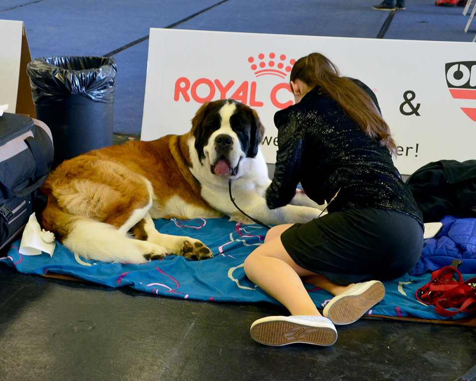 Int_Hundeausstellung in Salzburg 08_04_2018  Pressefotopongau MW _9_.JPG