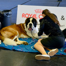 Int_Hundeausstellung in Salzburg 08_04_2018  Pressefotopongau MW _9_.JPG
