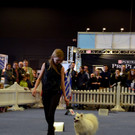 Int_Hundeausstellung in Salzburg 08_04_2018  Pressefotopongau MW _10_.JPG