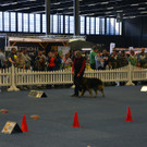 Int_Hundeausstellung in Salzburg 08_04_2018  Pressefotopongau MW _11_.JPG