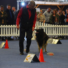 Int_Hundeausstellung in Salzburg 08_04_2018  Pressefotopongau MW _13_.JPG