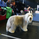 Int_Hundeausstellung in Salzburg 08_04_2018  Pressefotopongau MW _16_.JPG