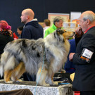 Int_Hundeausstellung in Salzburg 08_04_2018  Pressefotopongau MW _18_.JPG