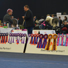 Int_Hundeausstellung in Salzburg 08_04_2018  Pressefotopongau MW _20_.JPG