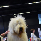 Int_Hundeausstellung in Salzburg 08_04_2018  Pressefotopongau MW _22_.JPG