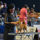 Int_Hundeausstellung in Salzburg 08_04_2018  Pressefotopongau MW _31_.JPG