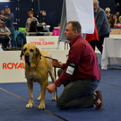 Int_Hundeausstellung in Salzburg 08_04_2018  Pressefotopongau MW _33_.JPG