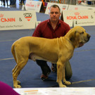 Int_Hundeausstellung in Salzburg 08_04_2018  Pressefotopongau MW _34_.JPG