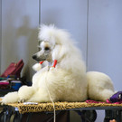 Int_Hundeausstellung in Salzburg 08_04_2018  Pressefotopongau MW _38_.JPG