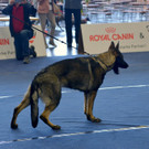 Int_Hundeausstellung in Salzburg 08_04_2018  Pressefotopongau MW _41_.JPG