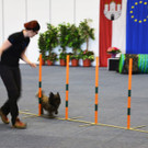 Int_Hundeausstellung in Salzburg 08_04_2018  Pressefotopongau MW _42_.JPG
