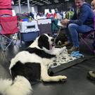 Int_Hundeausstellung in Salzburg 08_04_2018  Pressefotopongau MW _44_.JPG