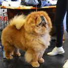 Int_Hundeausstellung in Salzburg 08_04_2018  Pressefotopongau MW _45_.JPG