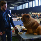 Int_Hundeausstellung in Salzburg 08_04_2018  Pressefotopongau MW _46_.JPG