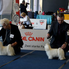 Int_Hundeausstellung in Salzburg 08_04_2018  Pressefotopongau MW _49_.JPG