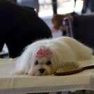 Int_Hundeausstellung in Salzburg 08_04_2018  Pressefotopongau MW _51_.JPG