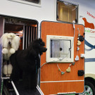 Int_Hundeausstellung in Salzburg 08_04_2018  Pressefotopongau MW _54_.JPG