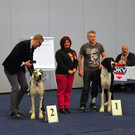 Int_Hundeausstellung in Salzburg 08_04_2018  Pressefotopongau MW _55_.JPG
