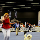 Int_Hundeausstellung in Salzburg 08_04_2018  Pressefotopongau MW _66_.JPG