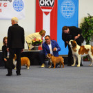 Int_Hundeausstellung in Salzburg 08_04_2018  Pressefotopongau MW _67_.JPG