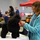 Int_Hundeausstellung in Salzburg 08_04_2018  Pressefotopongau MW _68_.JPG