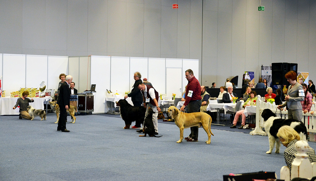 Int_Hundeausstellung in Salzburg 08_04_2018  Pressefotopongau MW _71_.JPG