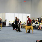 Int_Hundeausstellung in Salzburg 08_04_2018  Pressefotopongau MW _71_.JPG