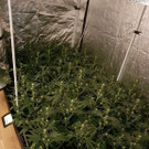 Indoor-Hanfanlage von Polizei entdeckt