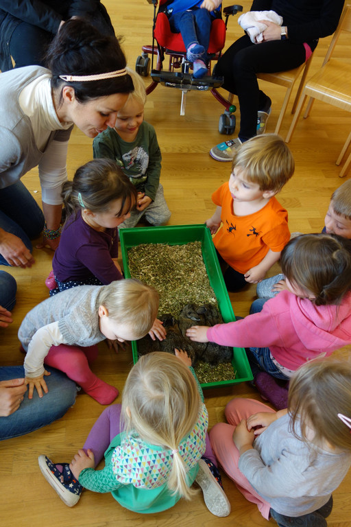 20_2_18-Hasenbesuch im Zwergengarten _17_.JPG