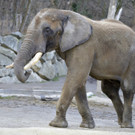 Elefant Shaka übersiedelt