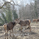 Hirsche Rudel.JPG