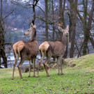 Hirschtiere.jpg