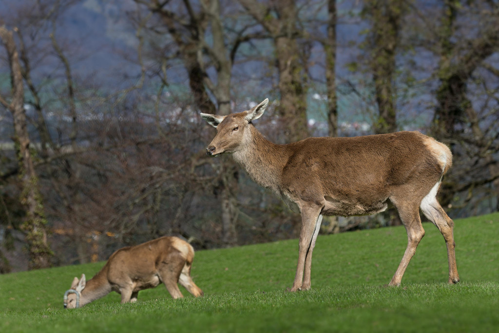 Rotwildtiere.jpg