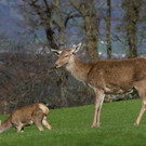 Rotwildtiere.jpg