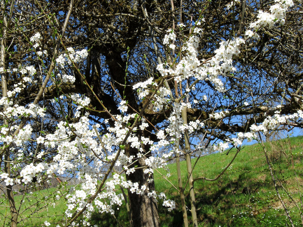 Schluss_Baum.JPG