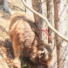 Entlaufene Rinder auf B311